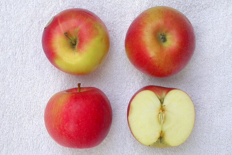 Recuperación de la manzana de mesa en pumaradas y realización de nuevas plantaciones  Los árboles de mesa existentes en las pumaradas tradicionales deben ser recuperados y puestos en valor. Para ello, resulta necesario identificar las variedades de mesa y recuperar los árboles (ver el tríptico Recuperación y manejo de pumaradas tradicionales), prestando especial atención a actuaciones de poda, aclareo y protección que aseguren un tamaño comercial y una calidad global del fruto.  Además, se pueden hacer nuevas plantaciones de carácter semi-intensivo que faciliten las operaciones de cultivo y manejo, como las que se están realizando para la producción de manzana de sidra, o bien plantaciones de carácter tradicional con incorporación de algunas mejoras. En cualquier caso, puesto que la recolección de manzana de mesa se debe hacer a mano, el sistema de producción se debe adecuar a dicha finalidad y a las condiciones del terreno (pendiente, profundidad y fertilidad del suelo), buscando una buena combinación variedad-portainjerto que se ajuste a dichos requerimientos y evite el excesivo crecimiento de los manzanos. También se puede modular el crecimiento vegetativo y facilitar las actuaciones de aclareo y la recolección mediante la utilización de la técnica de arqueamiento.  Algunos de los requerimientos técnicos en estas nuevas plantaciones pueden ser el entutorado o la disponibilidad de riego. En el supuesto de no disponer de riego, habría que prever la utilización de portainjertos de mayor vigor, a fin de disponer de un sistema radicular más potente que permita una mejor captación de agua.